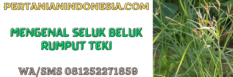 petani,budidaya,tanaman,budidaya tanaman,pertanian indonesia